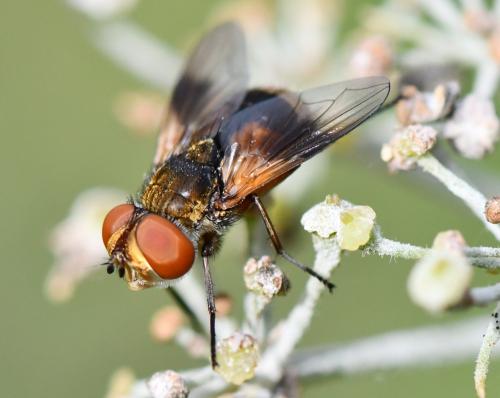 Réf. 241 241 : Ectophasia sp.